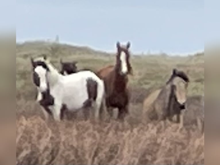 Curly horse Mare 2 years 14,2 hh Overo-all-colors in Skærbæk