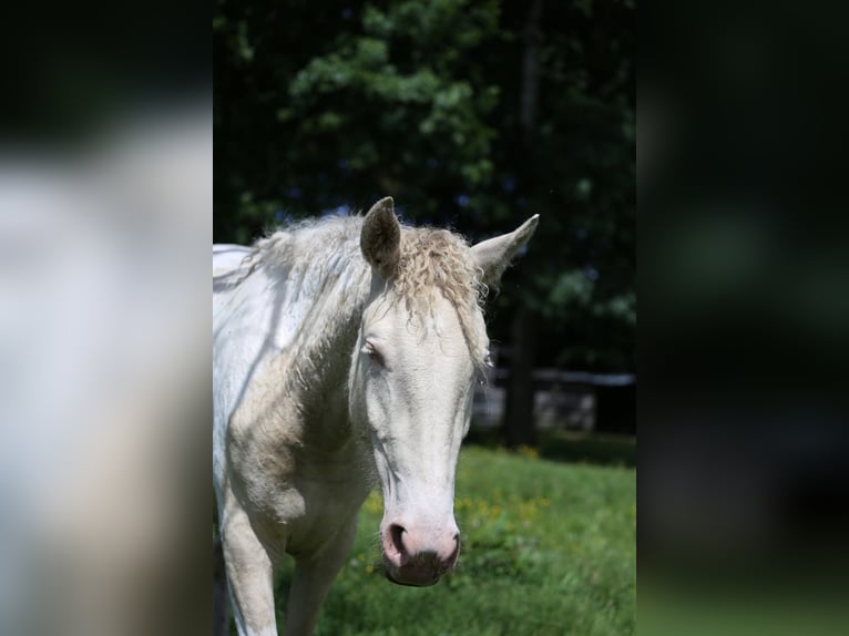 Curly horse Mix Mare 2 years 15.1 hh Perlino in Joué Sur Erdre