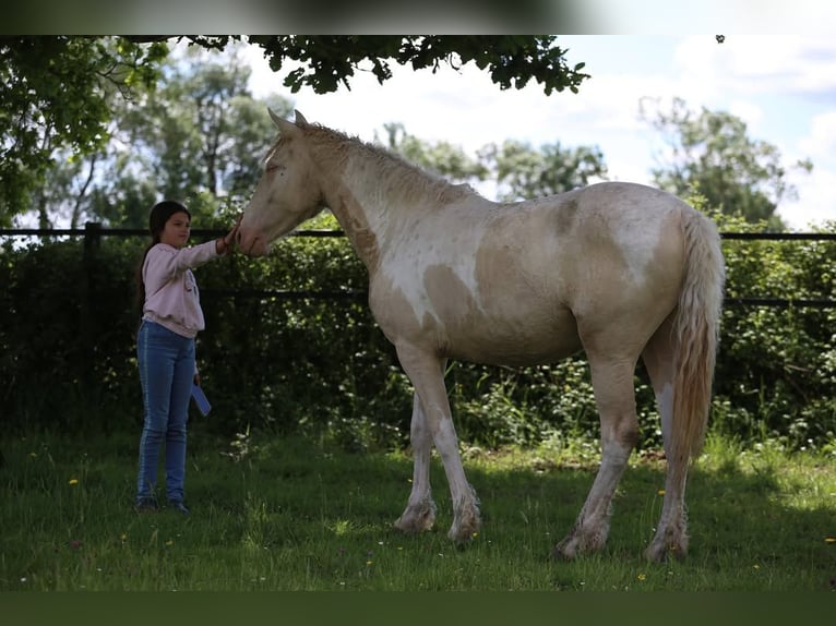 Curly horse Mix Mare 2 years 15.1 hh Perlino in Joué Sur Erdre