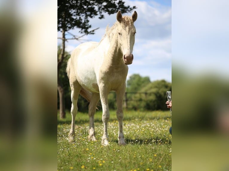 Curly horse Mix Mare 2 years 15.1 hh Perlino in Joué Sur Erdre