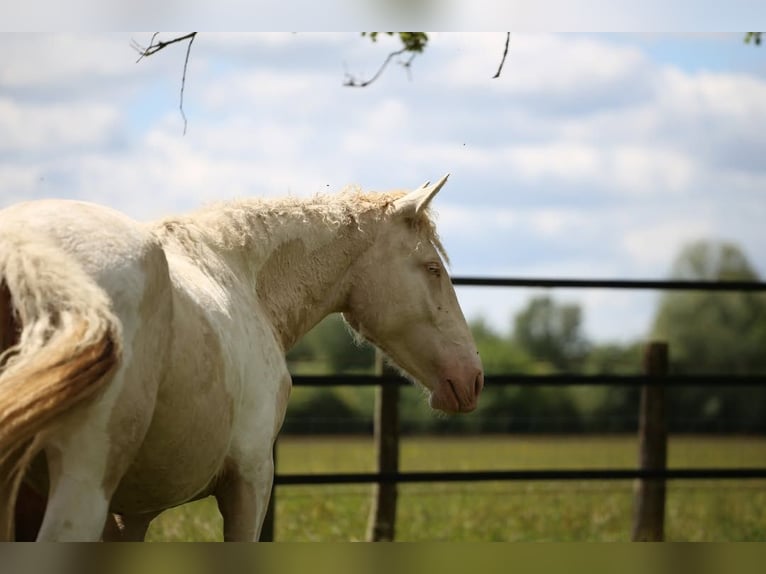 Curly horse Mix Mare 2 years 15.1 hh Perlino in Joué Sur Erdre