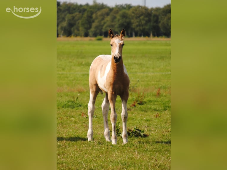 Curly horse Mare 2 years 15.2 hh Buckskin in Ruinen