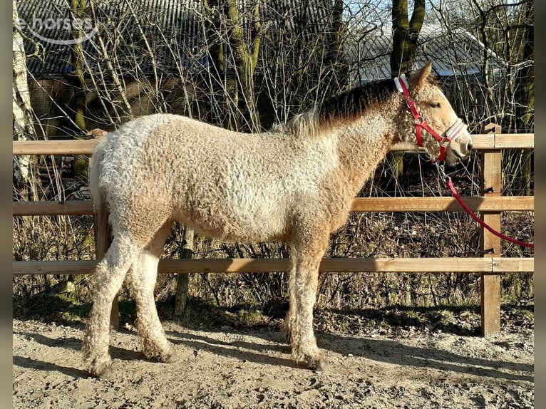 Curly horse Mare 2 years 15.2 hh Buckskin in Ruinen