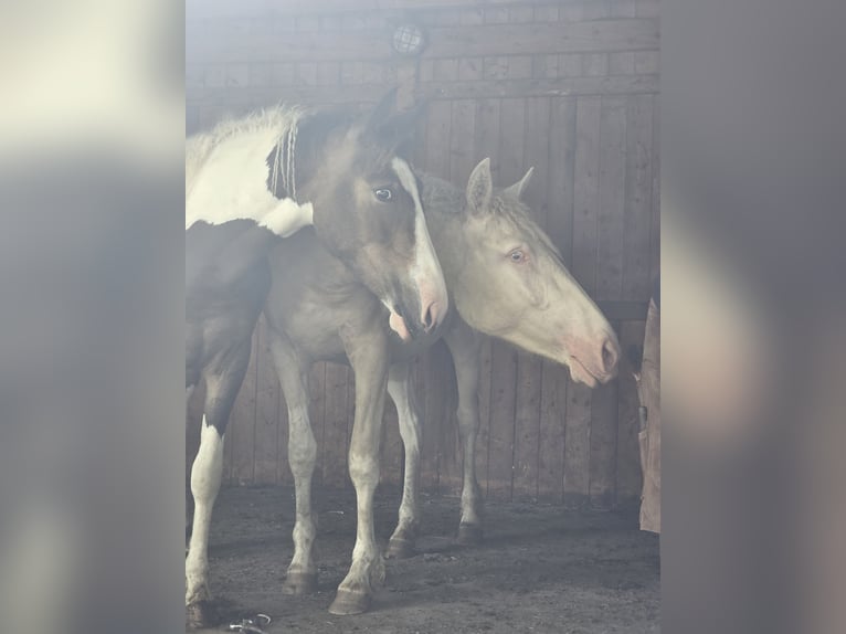 Curly horse Mix Mare 2 years 15 hh Tobiano-all-colors in Trans-sur-Erdre