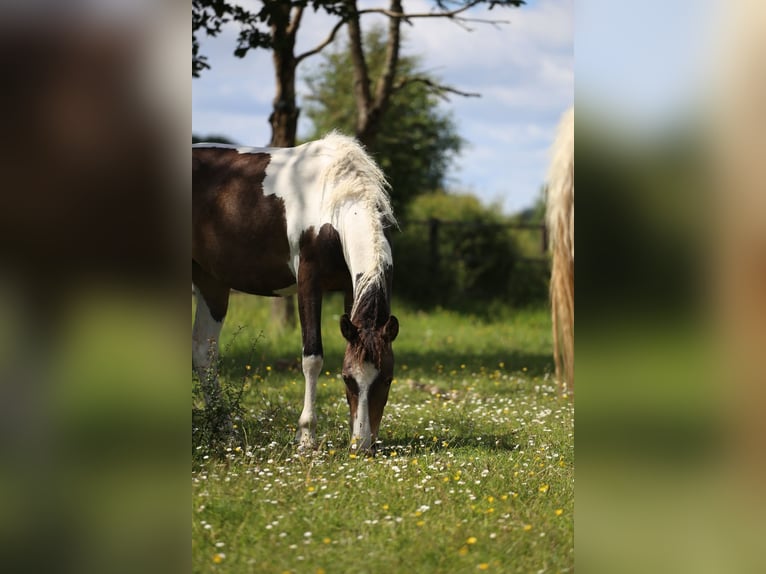 Curly horse Mix Mare 2 years 15 hh Tobiano-all-colors in Trans-sur-Erdre