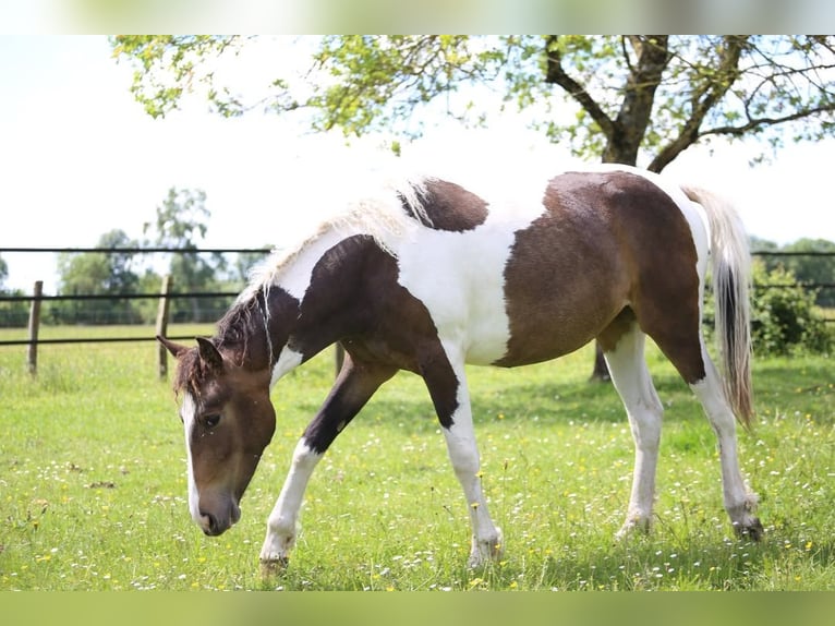 Curly horse Mix Mare 2 years 15 hh Tobiano-all-colors in Trans-sur-Erdre