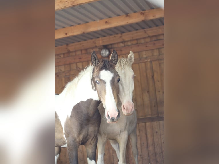 Curly horse Mix Mare 2 years 15 hh Tobiano-all-colors in Trans-sur-Erdre