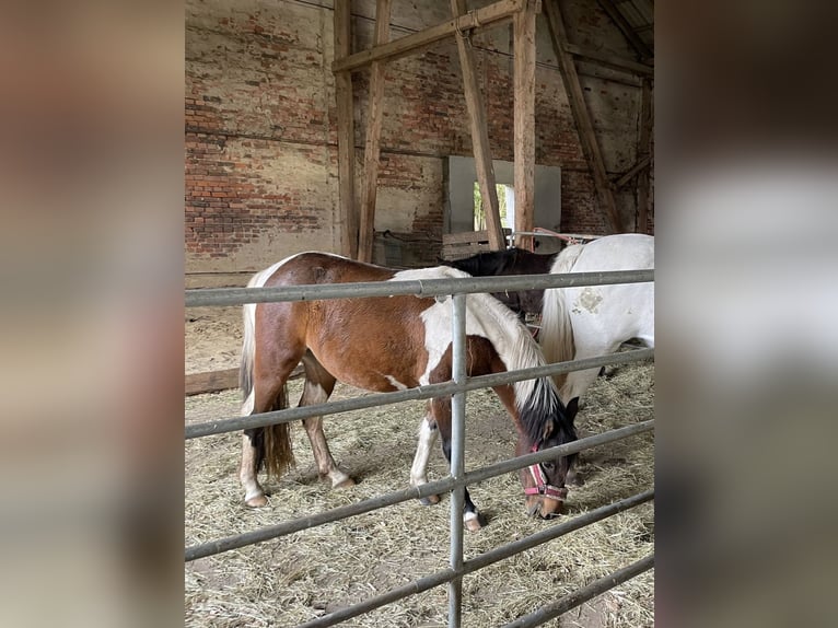 Curly horse Mare 3 years 12,2 hh Tobiano-all-colors in Rambow