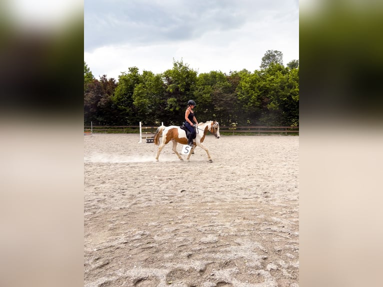 Curly horse Mix Mare 3 years 13,3 hh Pinto in Opfenbach