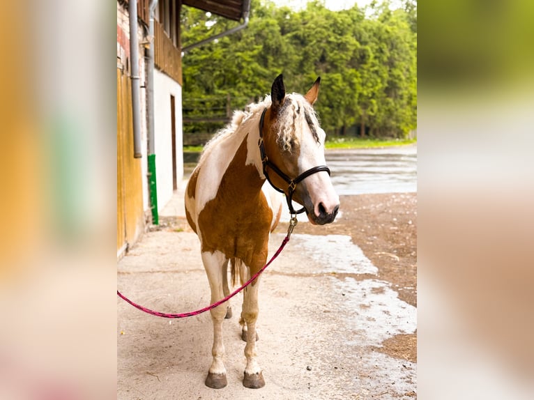Curly horse Mix Mare 3 years 13,3 hh Pinto in Opfenbach