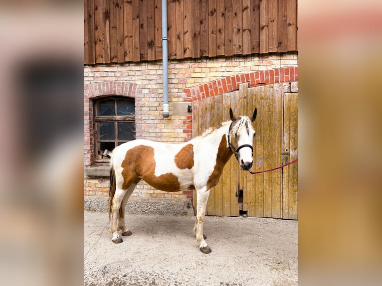Curly horse Mix Mare 3 years 13,3 hh Pinto in Opfenbach