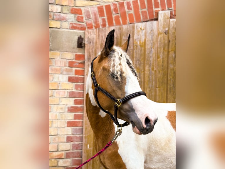 Curly horse Mix Mare 3 years 13,3 hh Pinto in Opfenbach