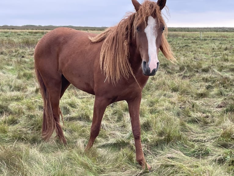 Curly horse Mare 3 years 14,1 hh Chestnut-Red in Skærbæk