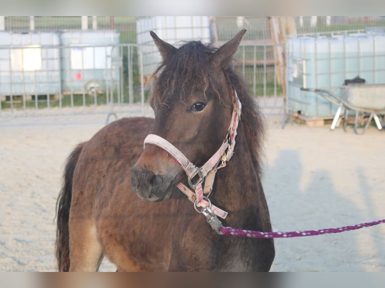 Curly horse Mare 4 years 12 hh Chestnut in Bad Vöslau