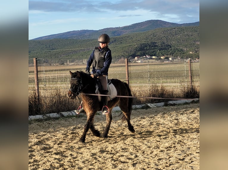 Curly horse Mare 4 years 12 hh Chestnut in Bad Vöslau