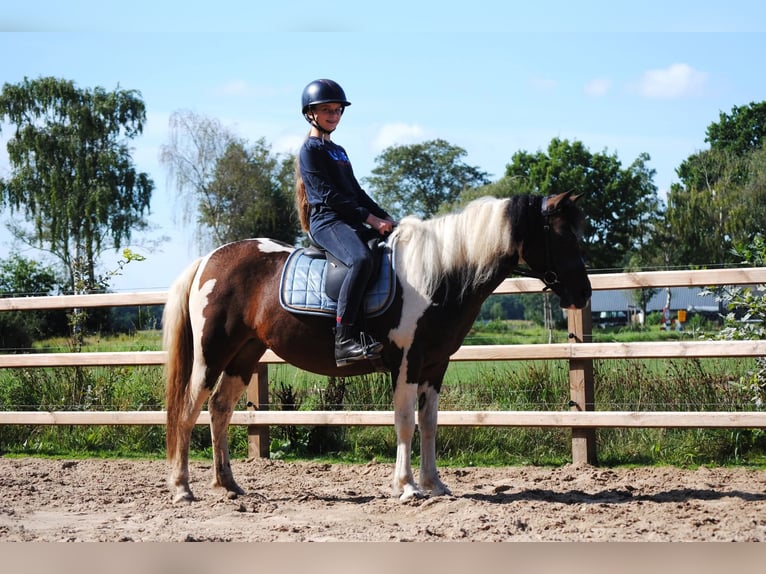 Curly horse Mare 4 years 13,2 hh Tobiano-all-colors in Ruinen