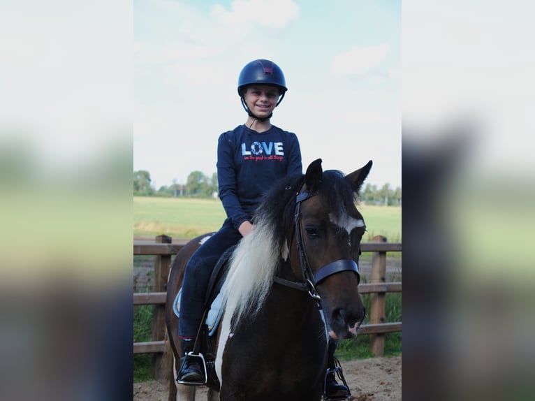 Curly horse Mare 4 years 13,2 hh Tobiano-all-colors in Ruinen