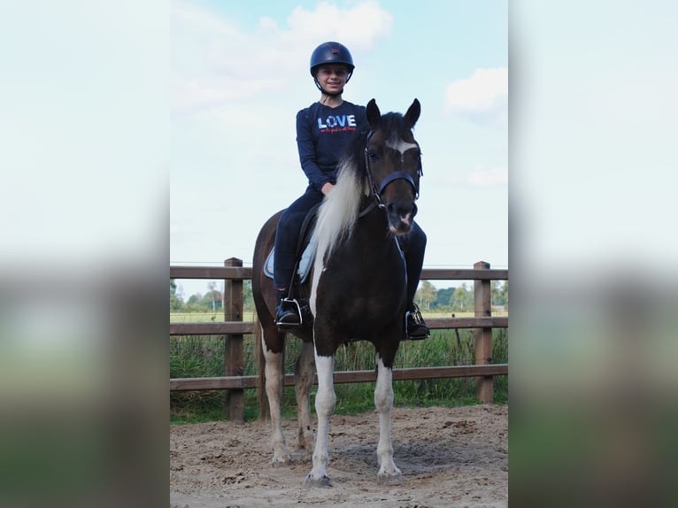 Curly horse Mare 4 years 13,2 hh Tobiano-all-colors in Ruinen