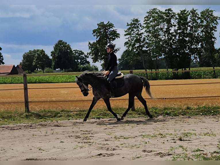 Curly horse Mare 4 years 14.3 hh  in Bohmte