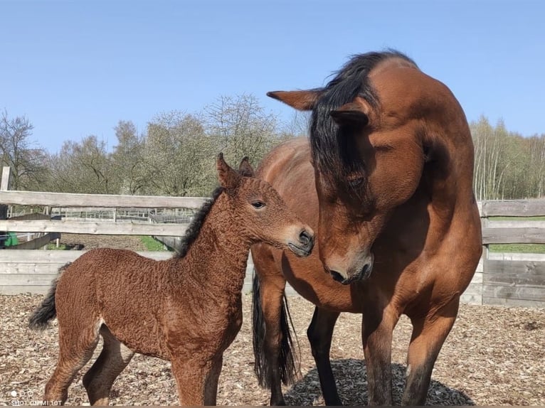Curly horse Mare 4 years 14,1 hh Brown in Biberach an der Riß Bergerhausen