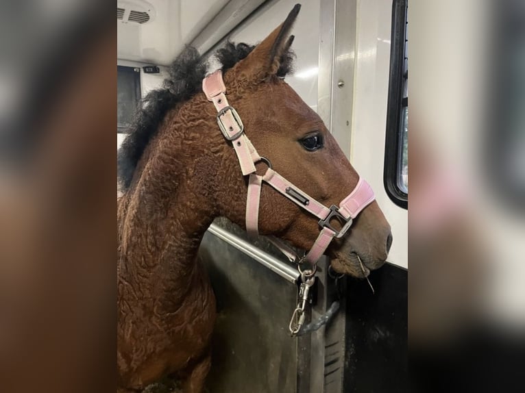 Curly horse Mare 4 years 14,1 hh Brown in Biberach an der Riß Bergerhausen