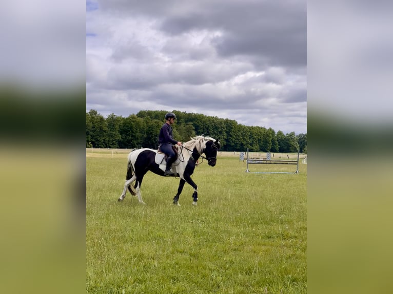 Curly horse Mare 4 years 15.2 hh Pinto in Wittingen