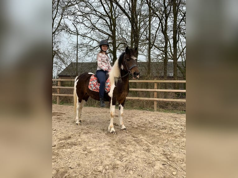Curly horse Mare 5 years 13.2 hh Pinto in Ruinen