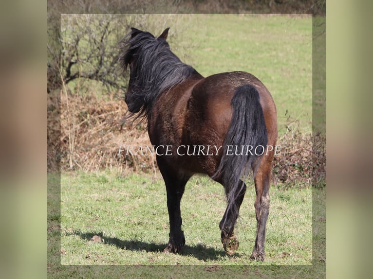 Curly horse Mare 5 years 14,1 hh Bay-Dark in france