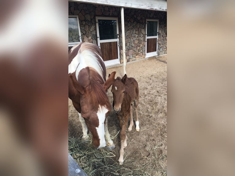 Curly horse Mare 5 years 14,1 hh Chestnut-Red in Rodgau