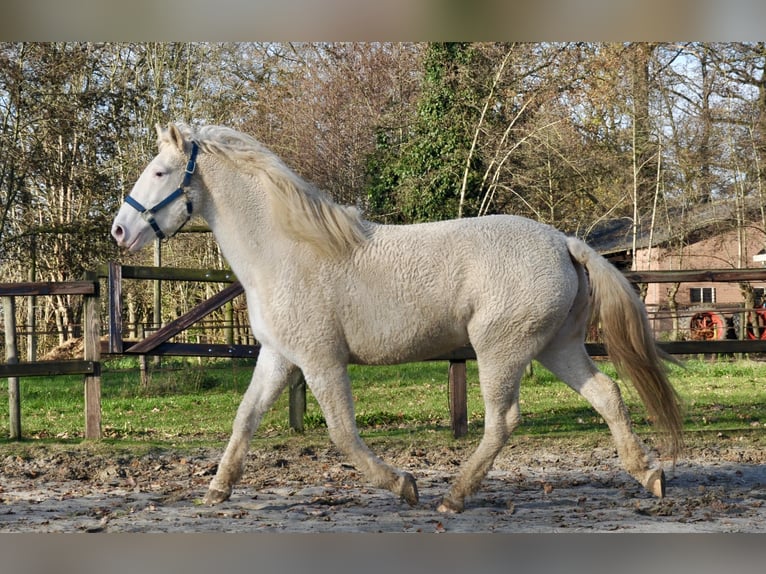 Curly horse Mare 5 years 15,2 hh Sabino in Bennekom