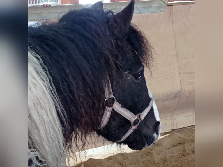 Curly horse Mix Mare 6 years 12 hh Pinto in Elterlein