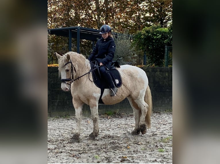 Curly horse Mare 6 years 14,2 hh Overo-all-colors in Beemte Broekland