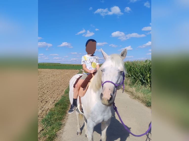 Curly horse Mix Mare 6 years 14.2 hh Pinto in Aichtal