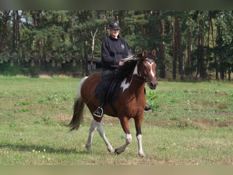 Curly horse Mare 6 years 14,2 hh Pinto in Ribbesbüttel