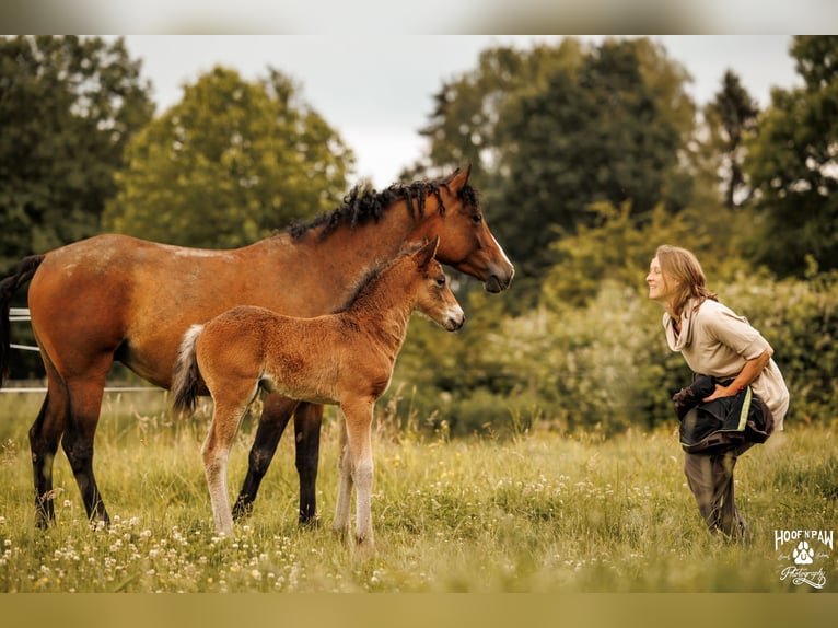 Curly horse Mare 6 years 14.3 hh Brown in Thedinghausen