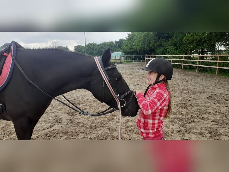 Curly horse Mare 6 years 14,1 hh Black in Ruinen