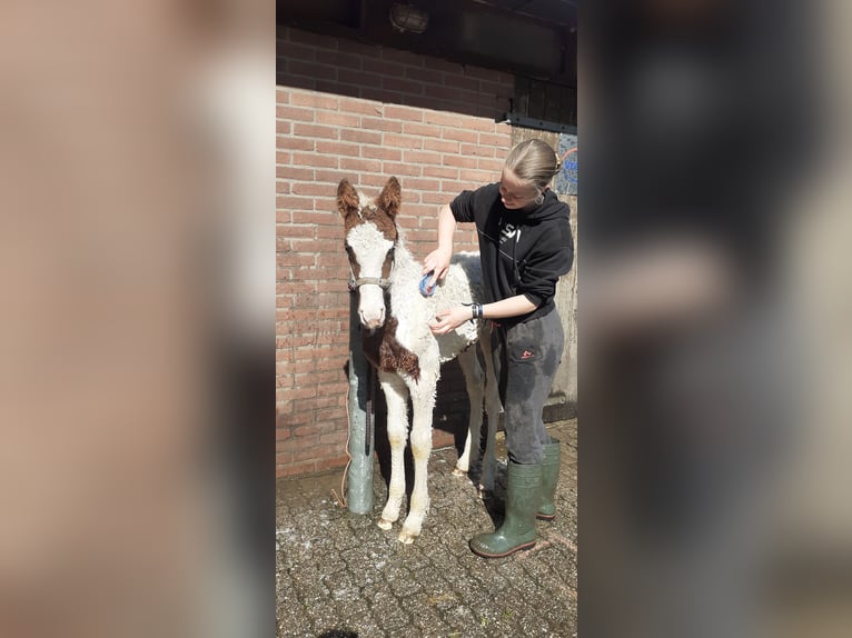 Curly horse Mare 6 years 14,1 hh Black in Ruinen