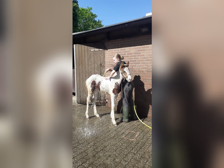 Curly horse Mare 6 years 14,1 hh Black in Ruinen