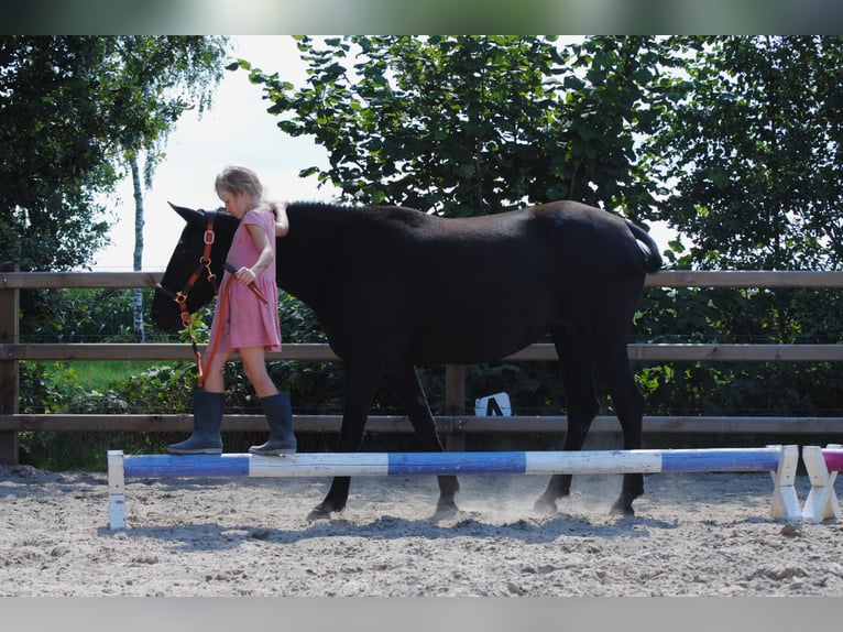Curly horse Mare 6 years 14,1 hh Black in Ruinen