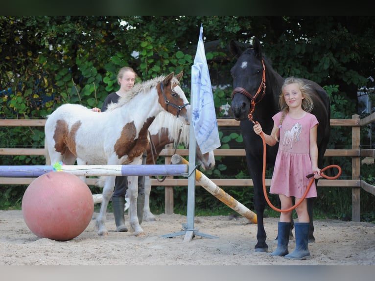 Curly horse Mare 6 years 14,1 hh Black in Ruinen