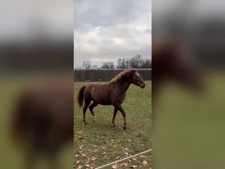 Curly horse Mare 6 years 14,1 hh Chestnut-Red in Rodgau