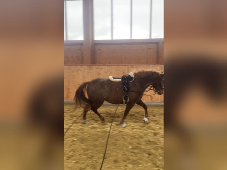 Curly horse Mare 6 years 14,1 hh Chestnut-Red in Rodgau