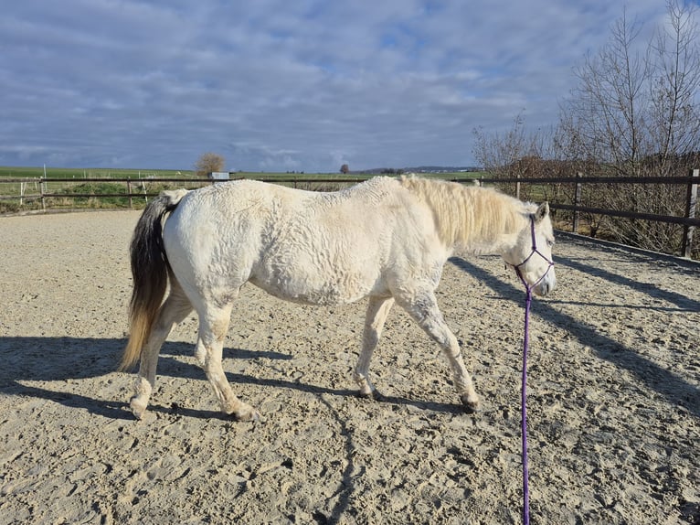 Curly horse Mix Mare 6 years 14,1 hh Pinto in Aichtal