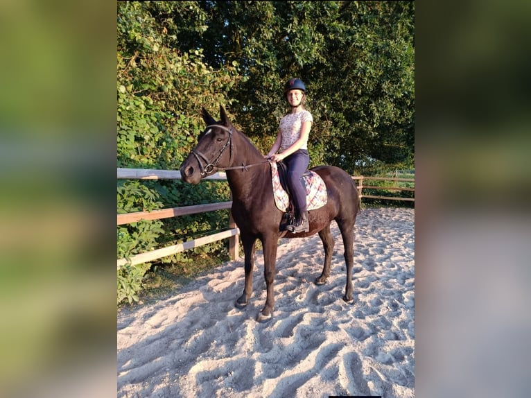 Curly horse Mare 7 years 14.1 hh Black in Ruinen