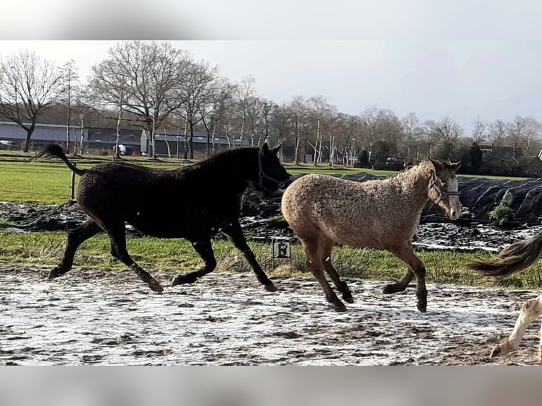Curly horse Mare 7 years 14.1 hh Black in Ruinen