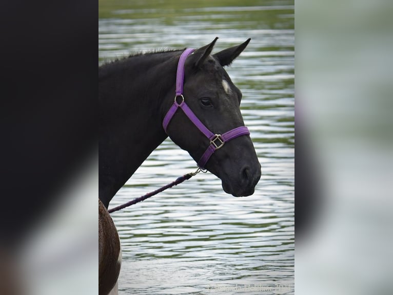Curly horse Mare 7 years 14,1 hh Black in Ruinen