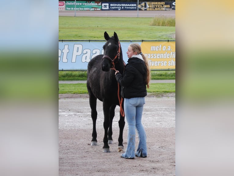 Curly horse Mare 7 years 14,1 hh Black in Ruinen
