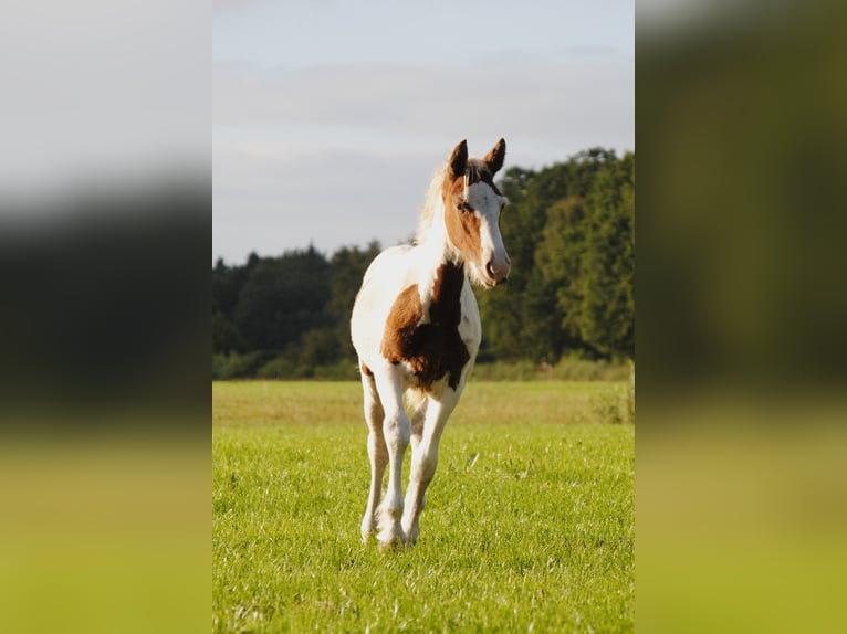Curly horse Mare 7 years 14,1 hh Black in Ruinen