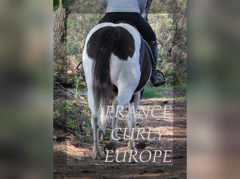 Curly horse Mare 7 years 15,1 hh Bay-Dark in france