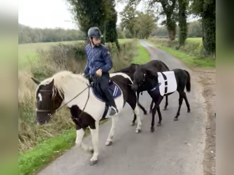 Curly horse Mare 7 years 15,1 hh Black in Yseure